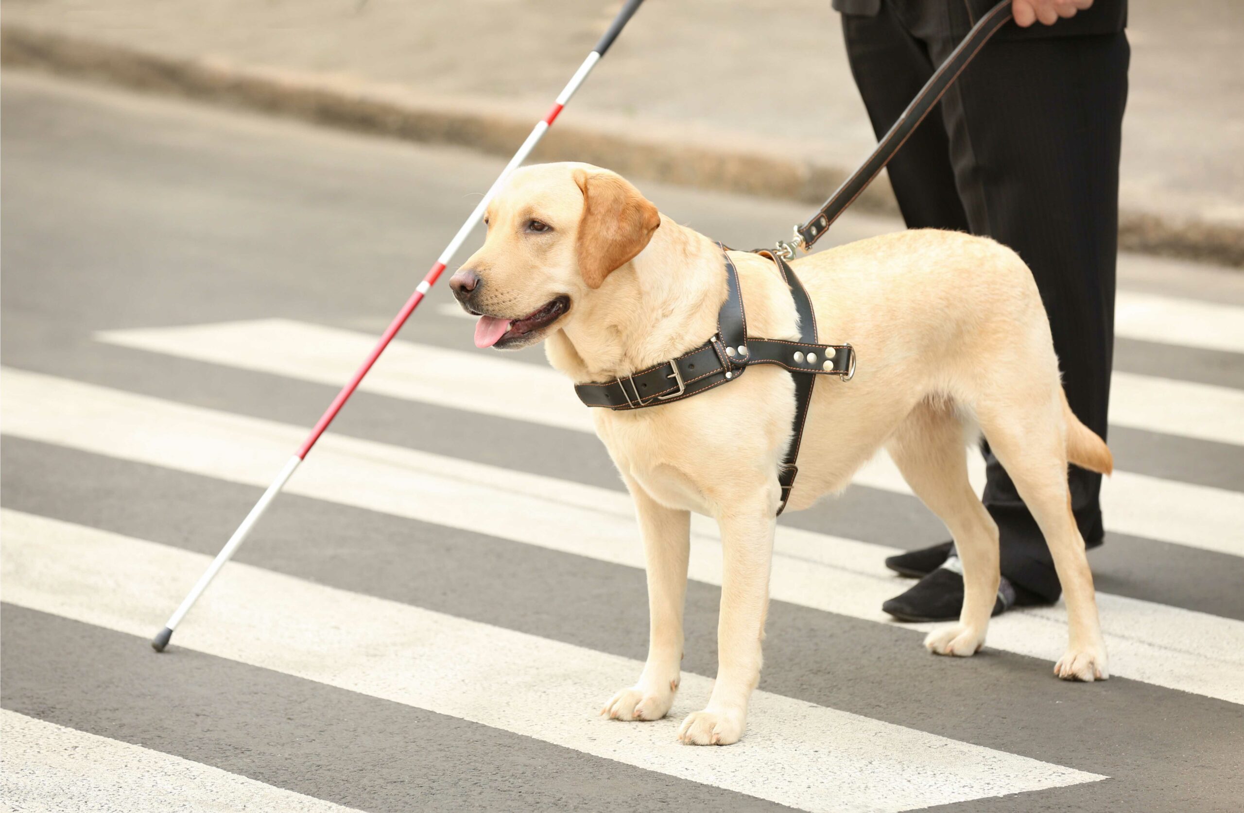 Le handicap dans les transports